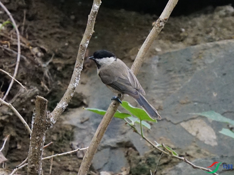 DSC02284_����ɽȸ3.jpg