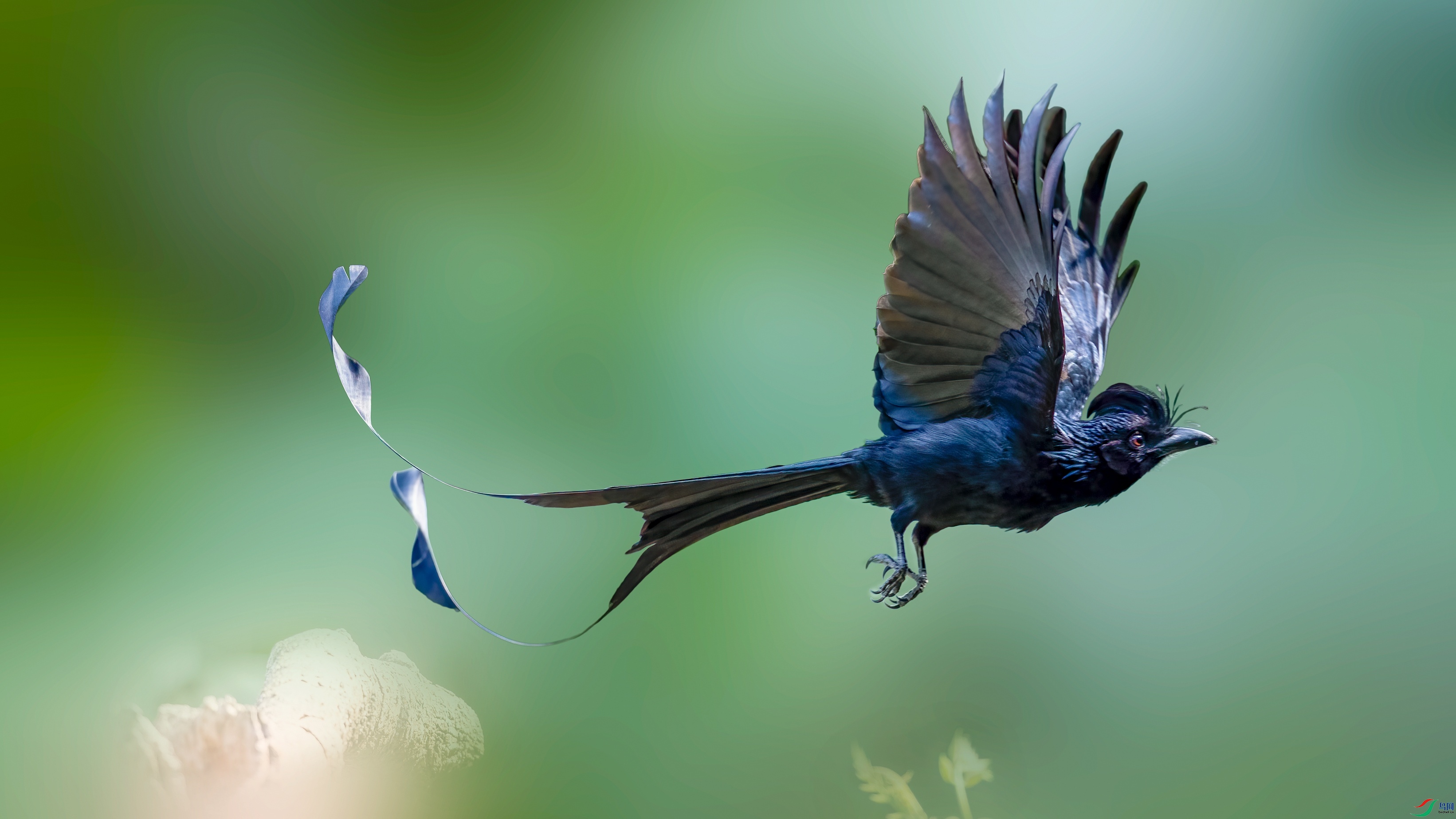 林鸟大盘尾《荣获首页精华》