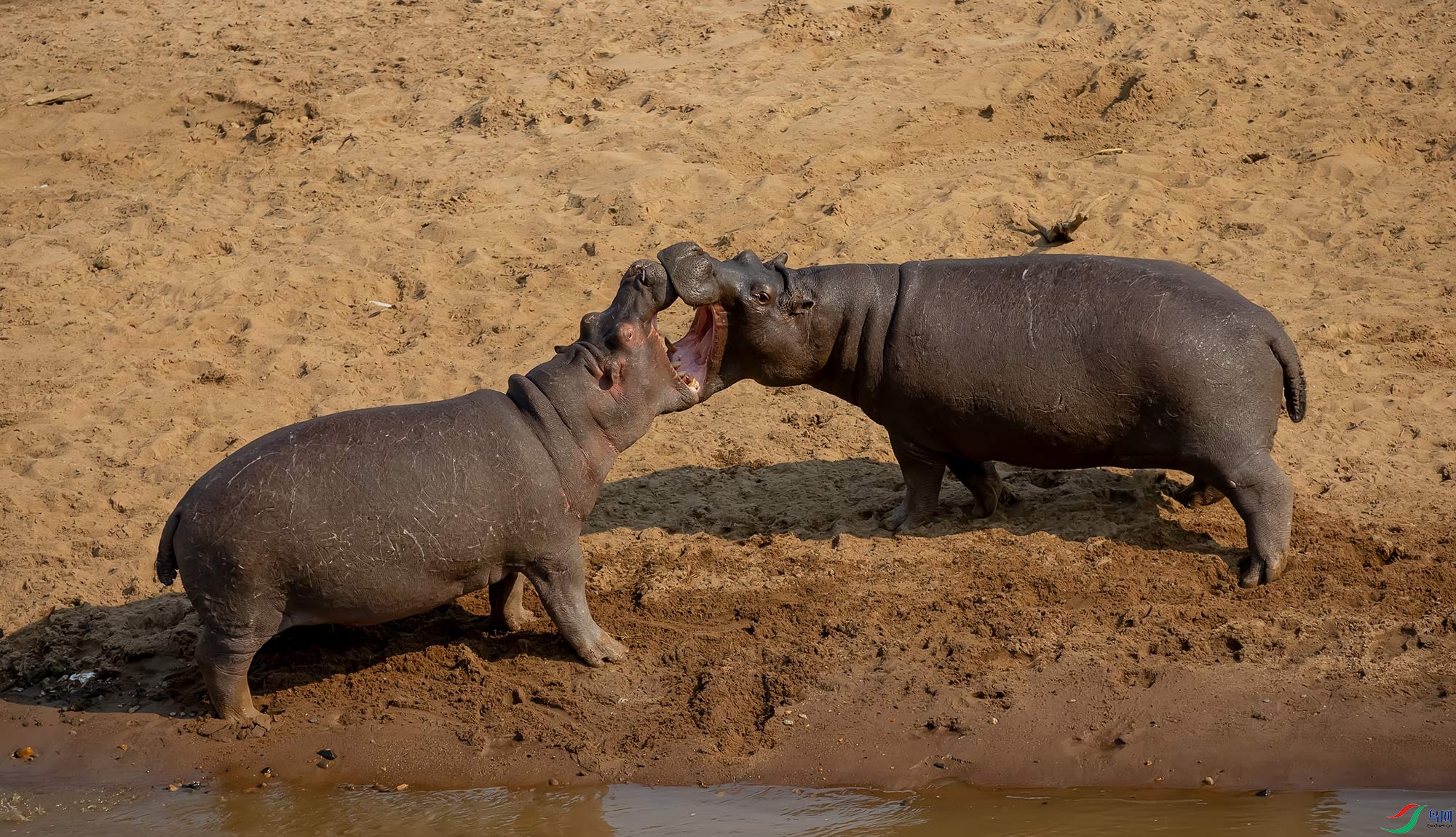 对峙——河马