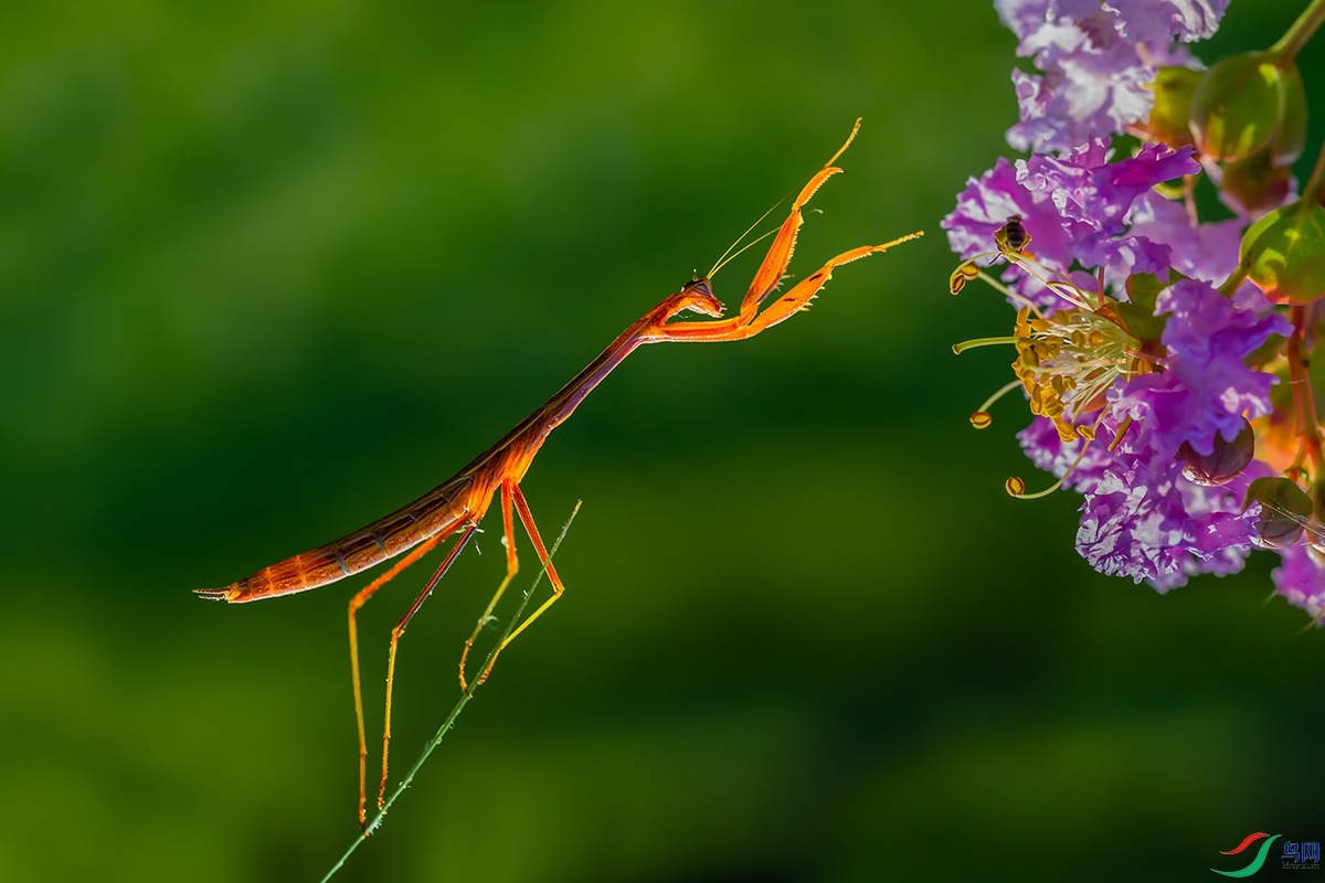 螳螂赏花【贺获首页精华】