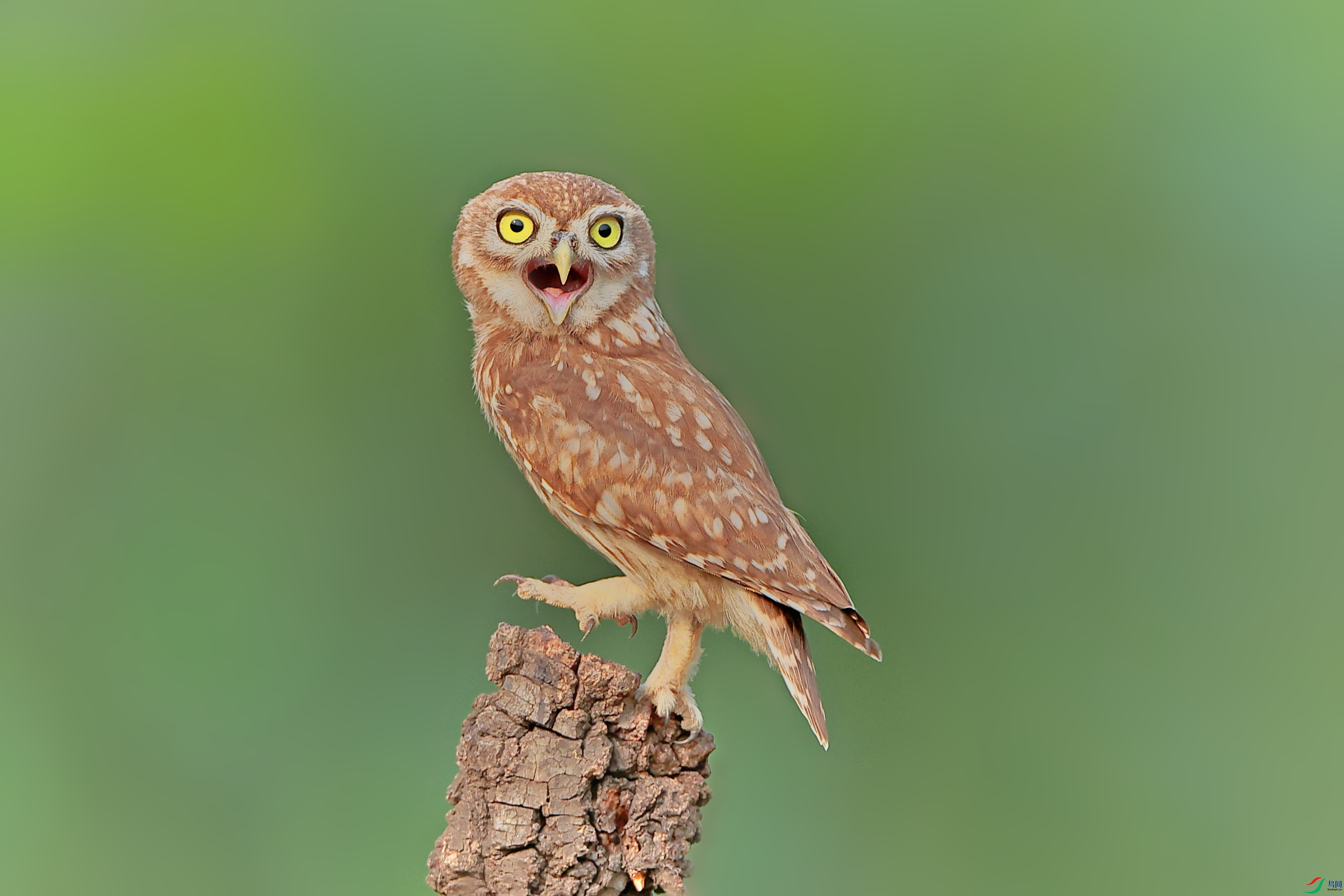 可爱的袖珍小猛禽纵纹腹小鸮