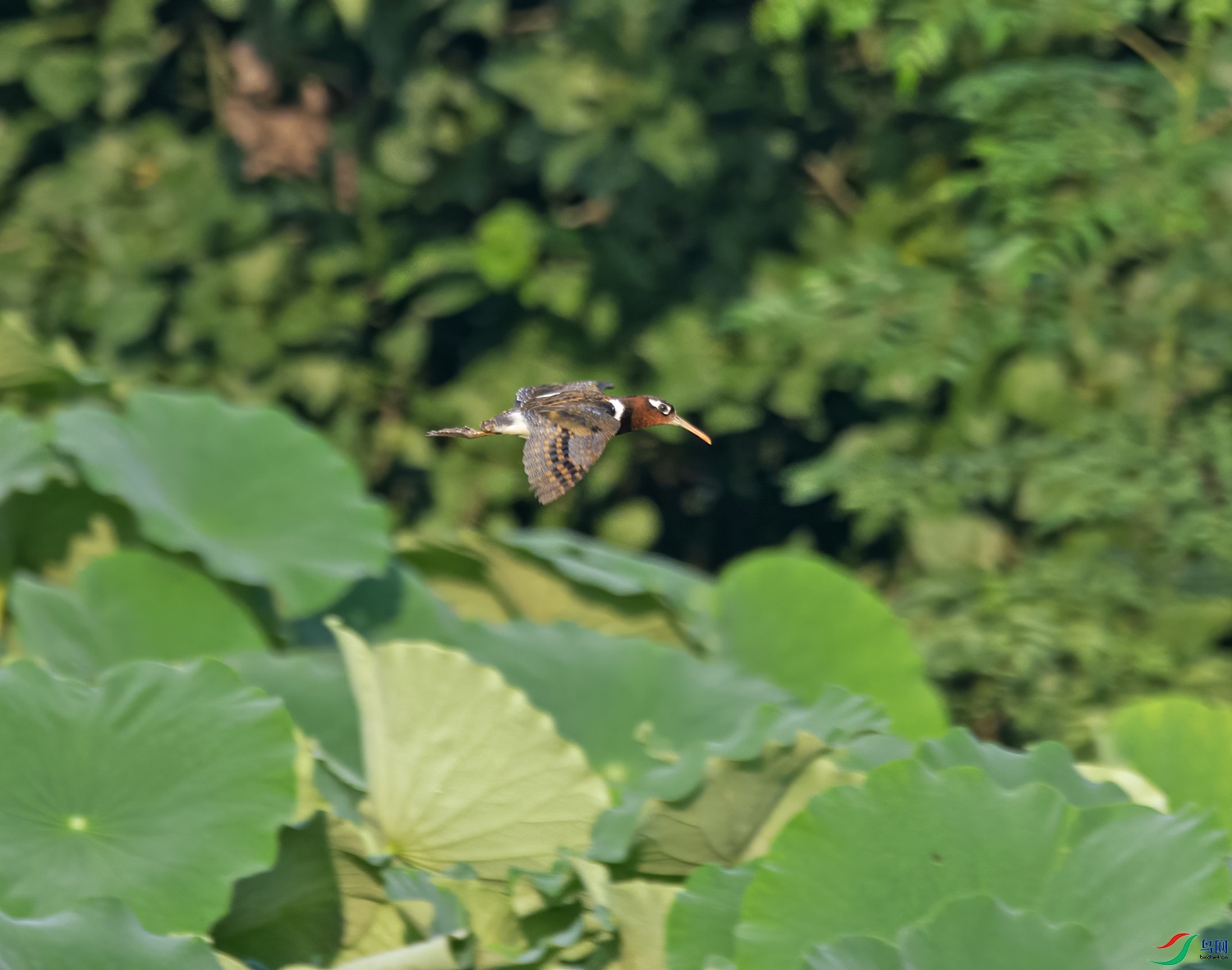 DSC_8248.jpg