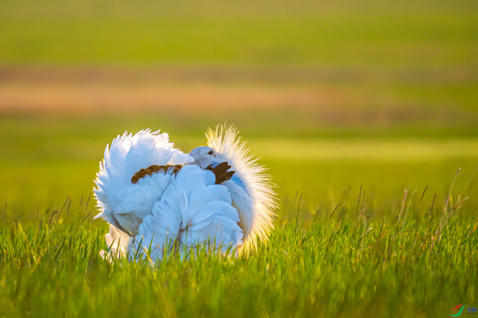 大鸨翻花(祝贺荣获首页鸟类精华)