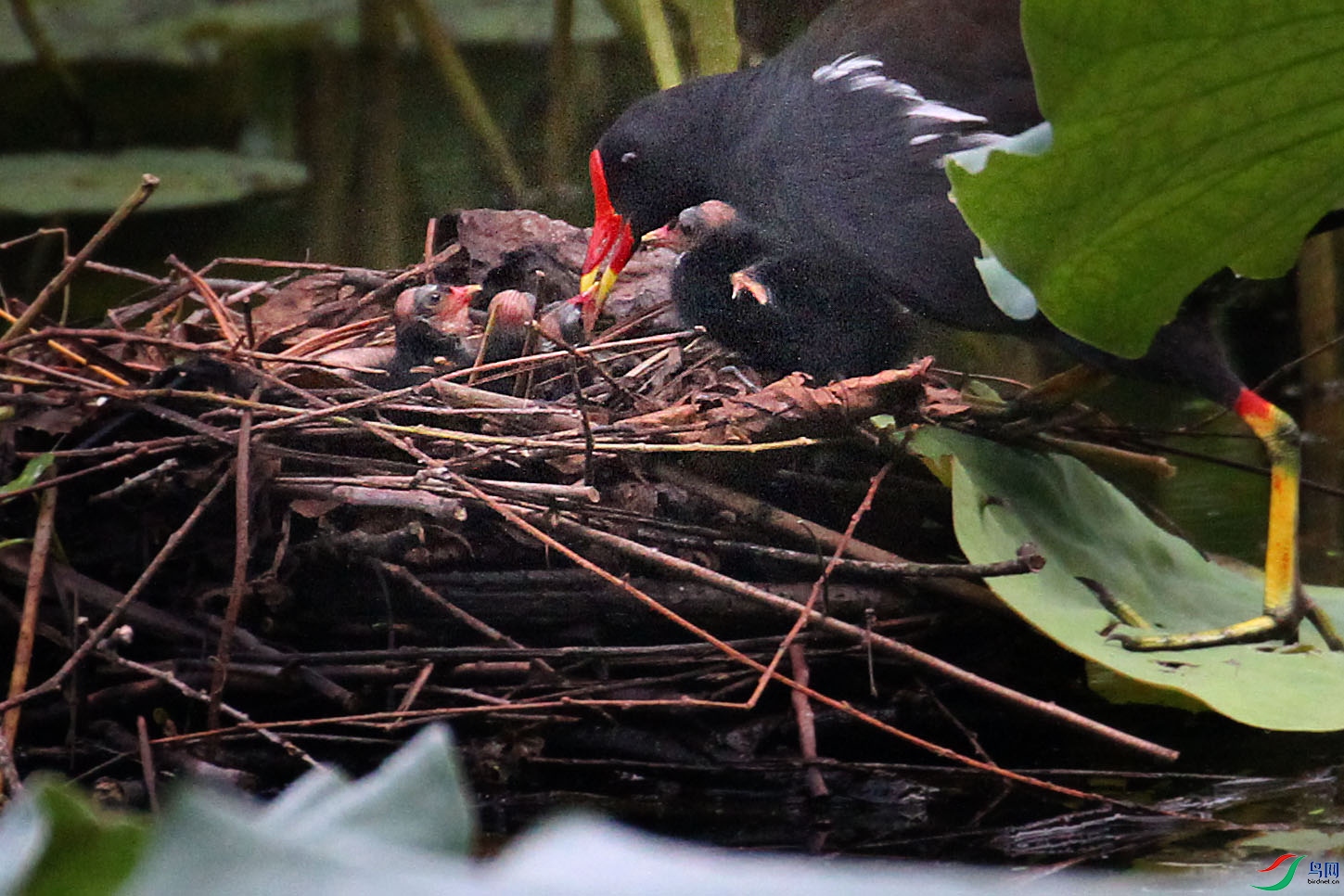 黑水鸡父母接力喂养刚出壳的四宝宝
