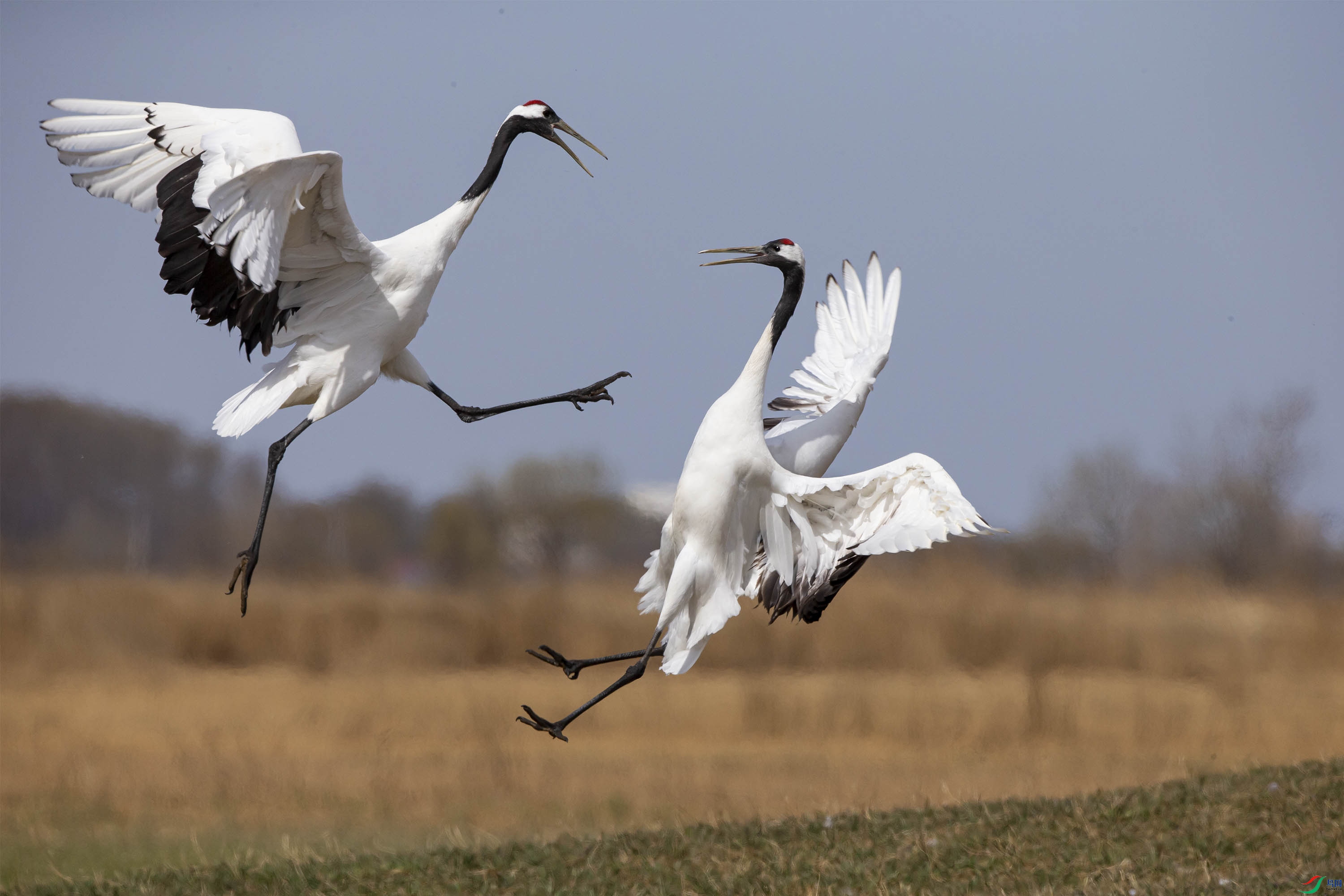 飞脚——丹顶鹤争斗