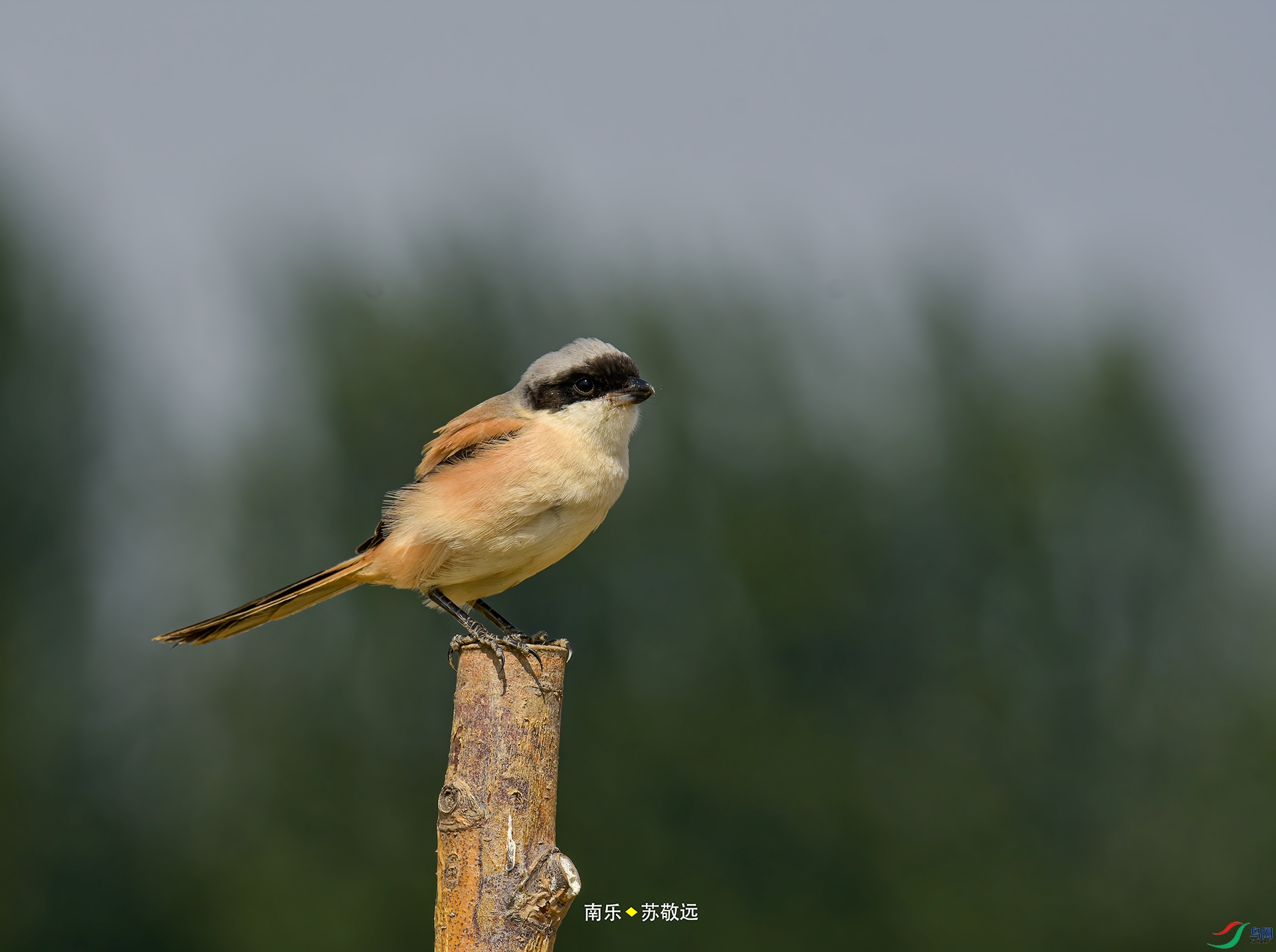 _DSC1069С.jpg