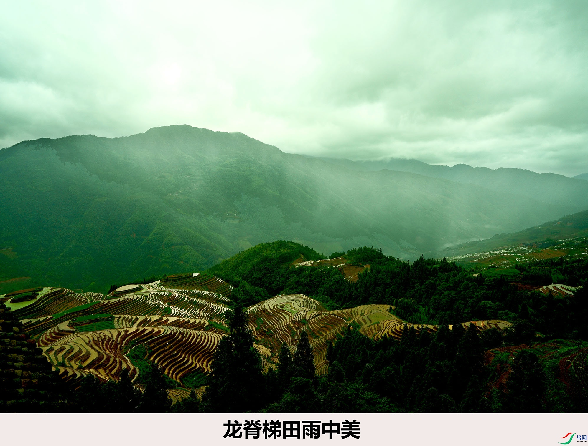 龍脊梯田雨中美