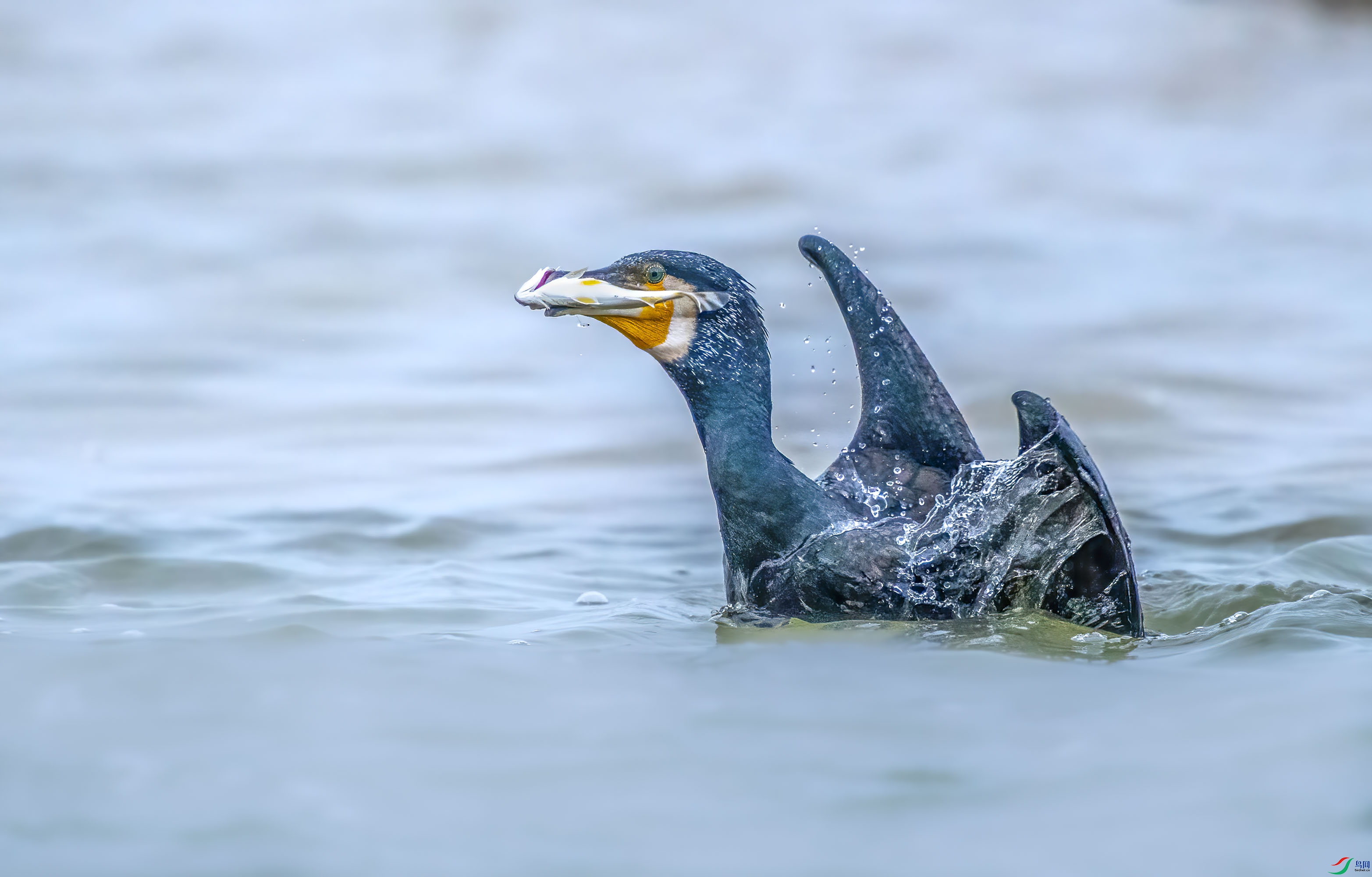 DSC_2112-.jpg