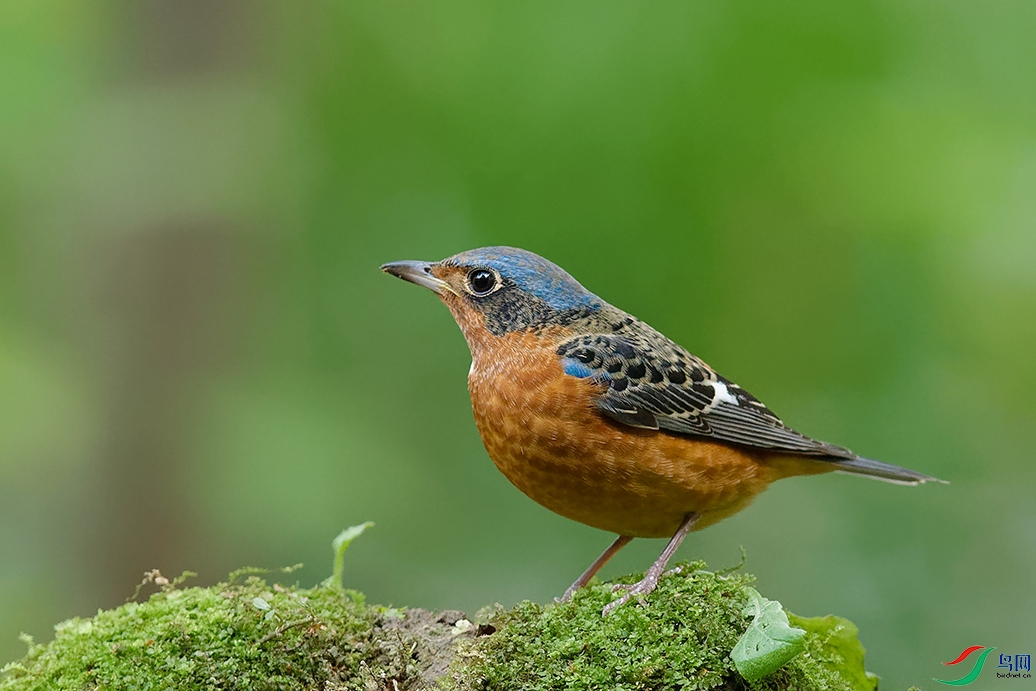 DSC_1111_DxOa.jpg