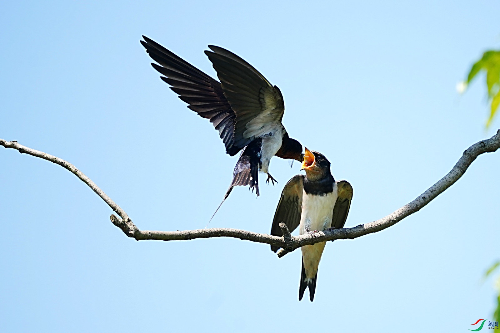 燕子喂食