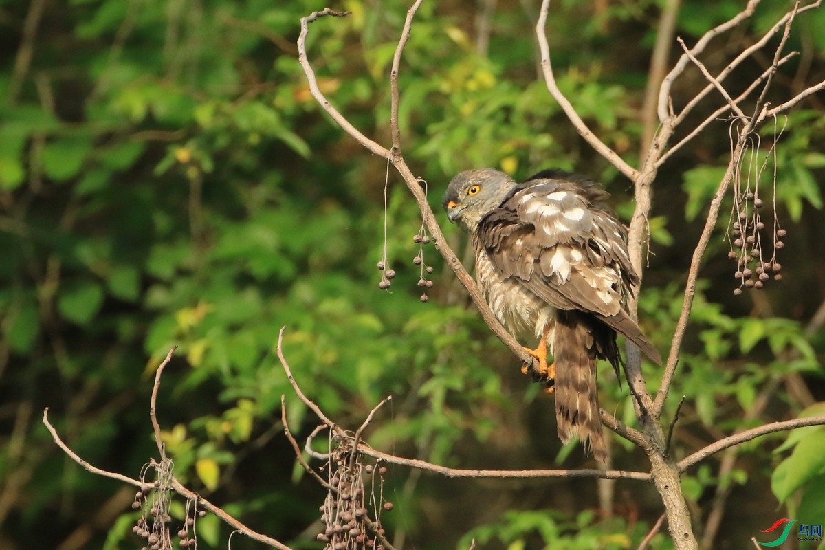 �ูӥ�� 0F4A1278.jpg