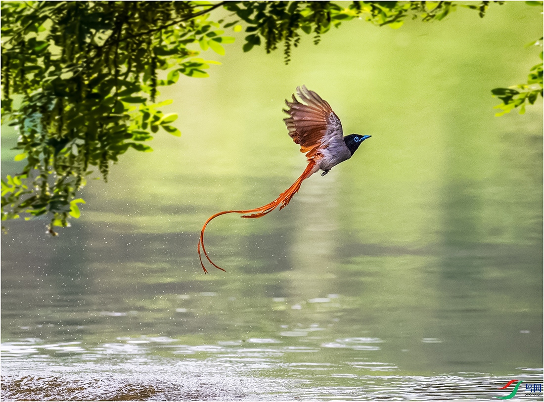 红裳舞碧波 (绶带鸟)