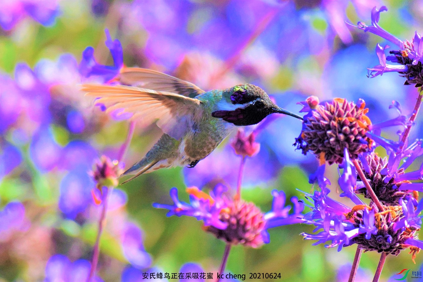 安氏蜂鸟正在采吸花蜜