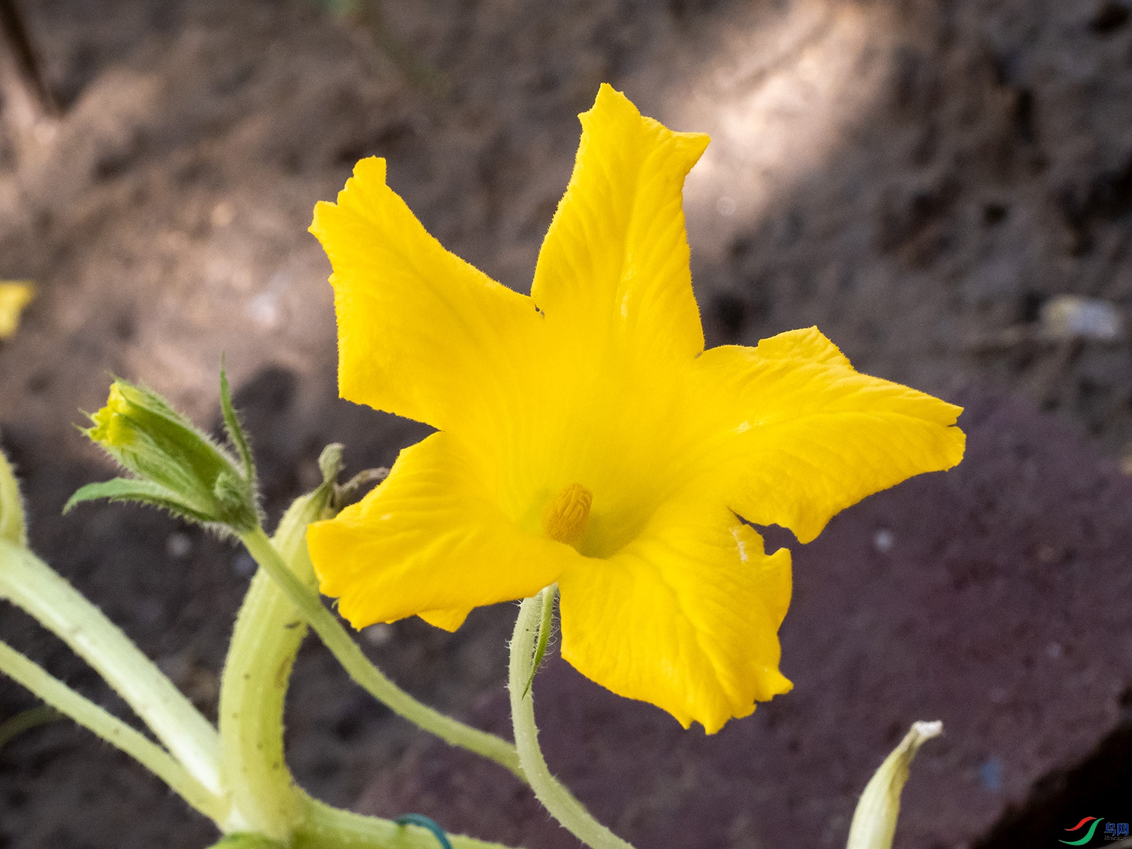 南瓜花雄花图片