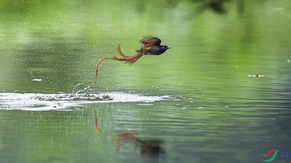 Ʈ�ݵĺ��ٴ�