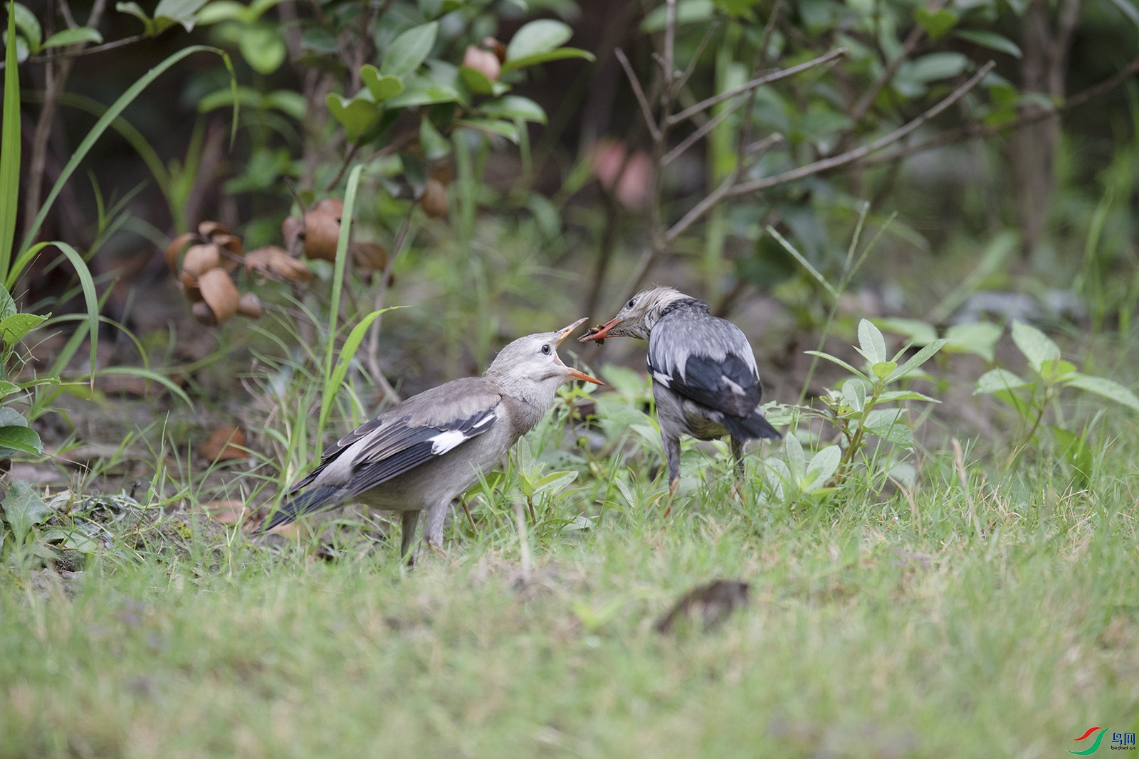 DSC_p9022.jpg