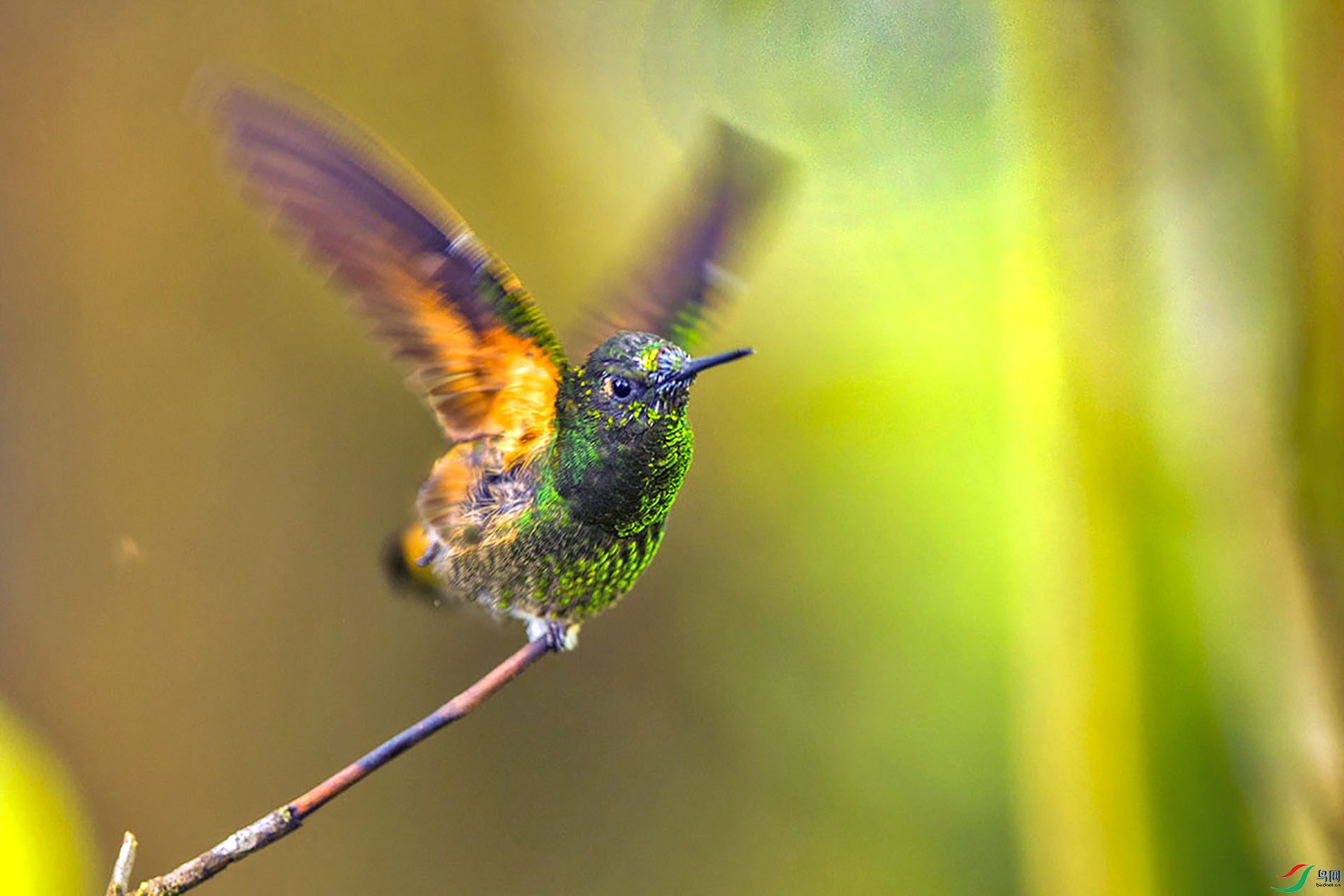 蜂鸟振翅