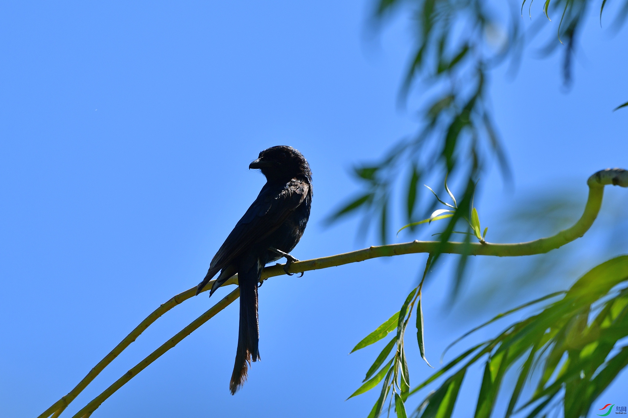 DSC_7321.jpg