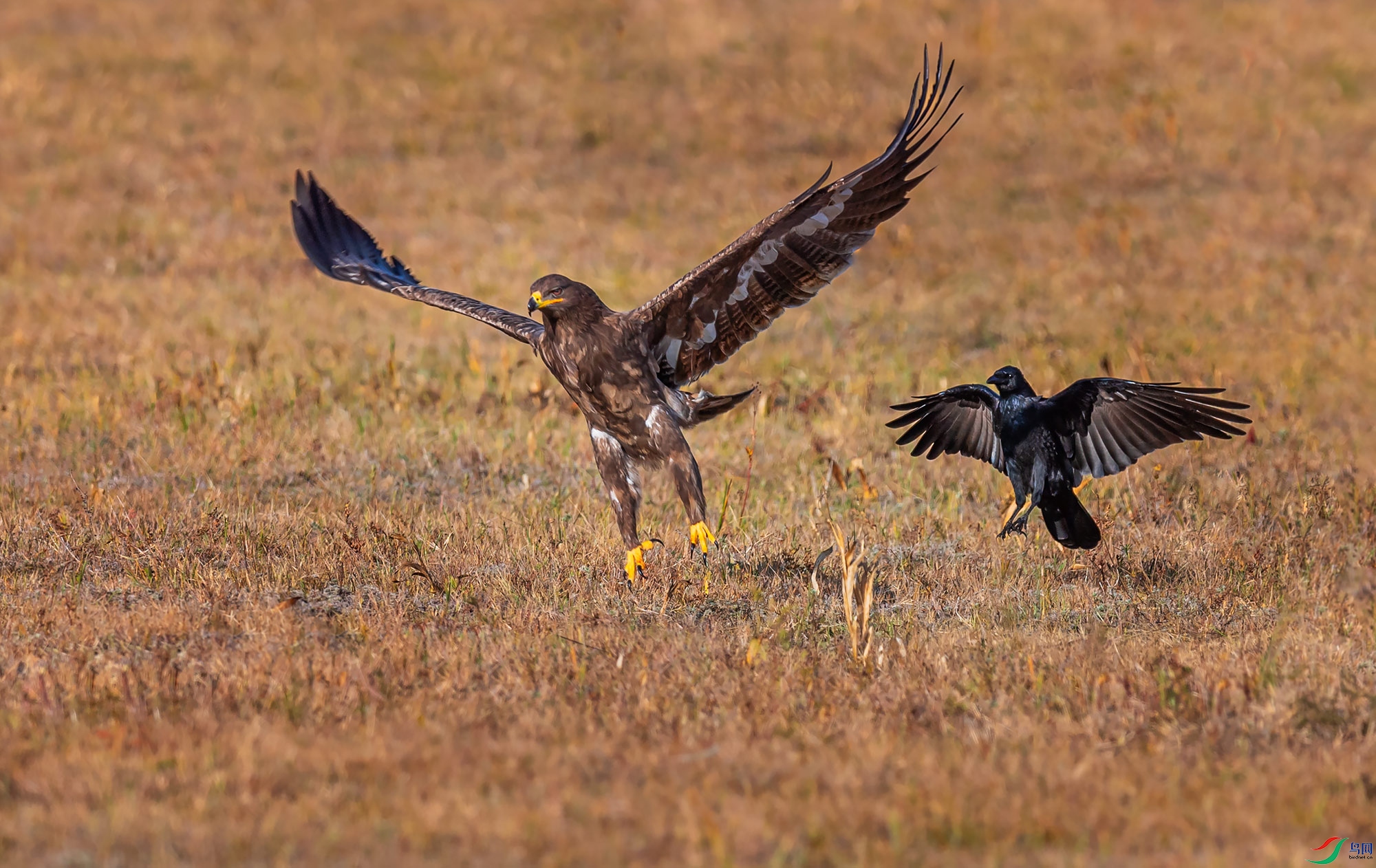 ��ԭ������ѻ