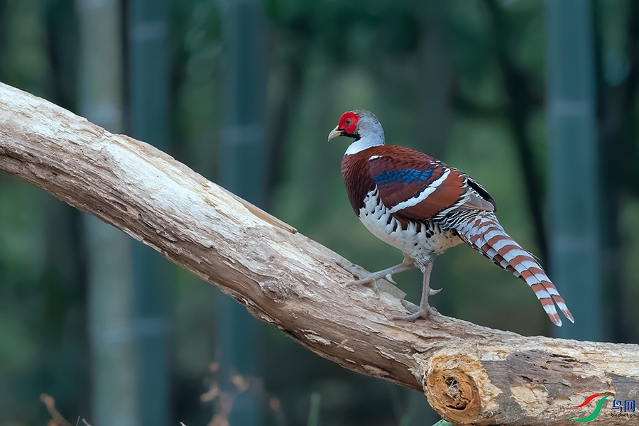 DSC_9667_DxOa.jpg