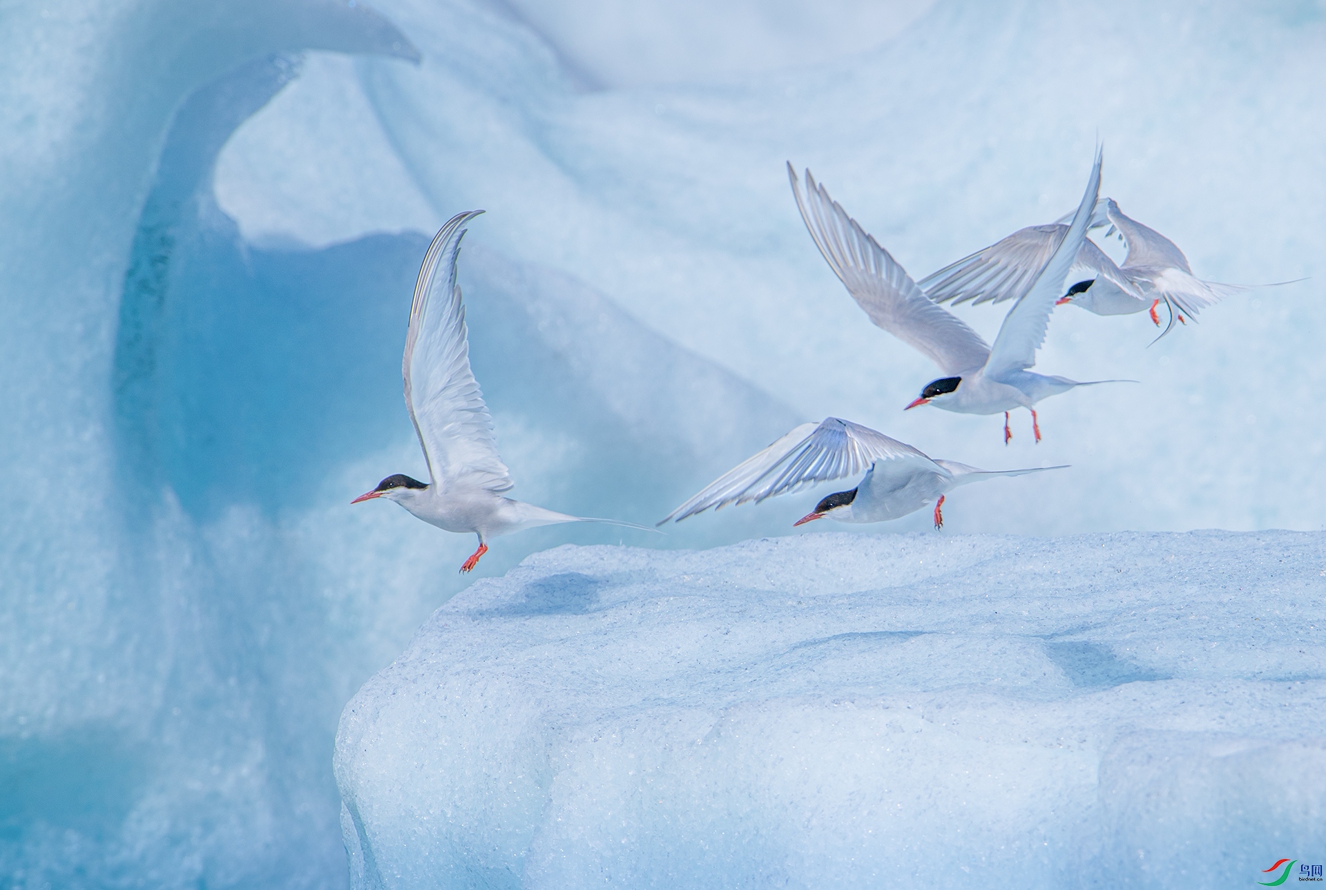 海冰上的追逐北极燕鸥恭贺老师佳作荣获每日一图