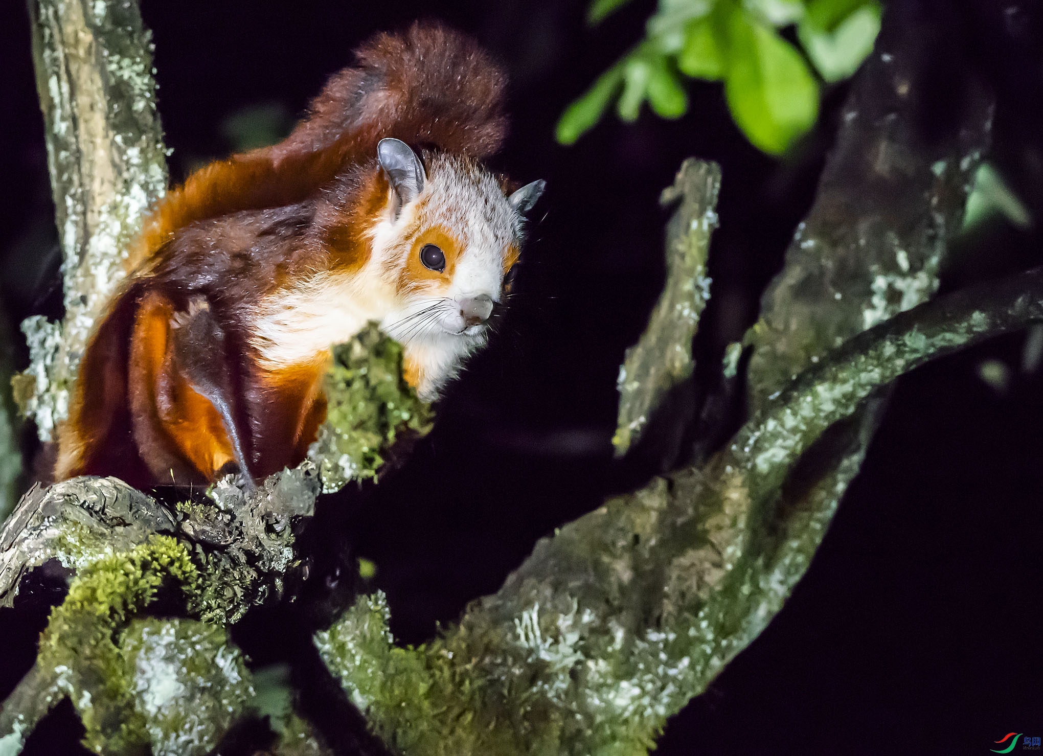 深山密林中的精灵