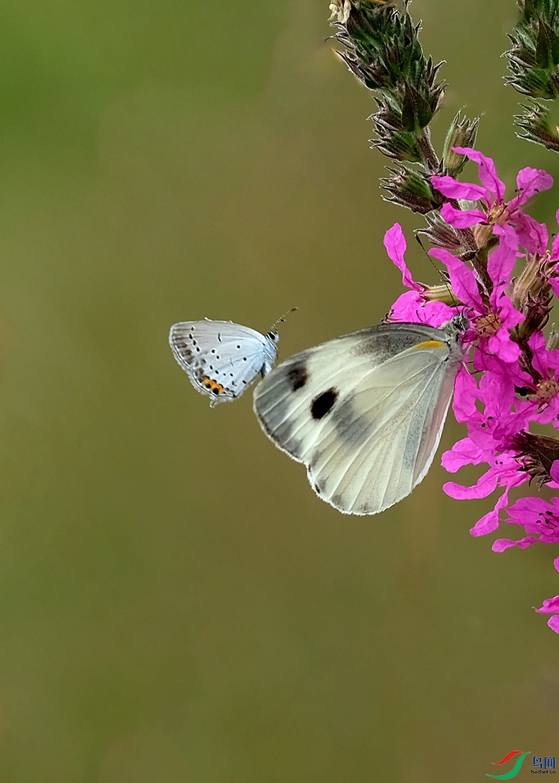 DSCF3329  B.JPG