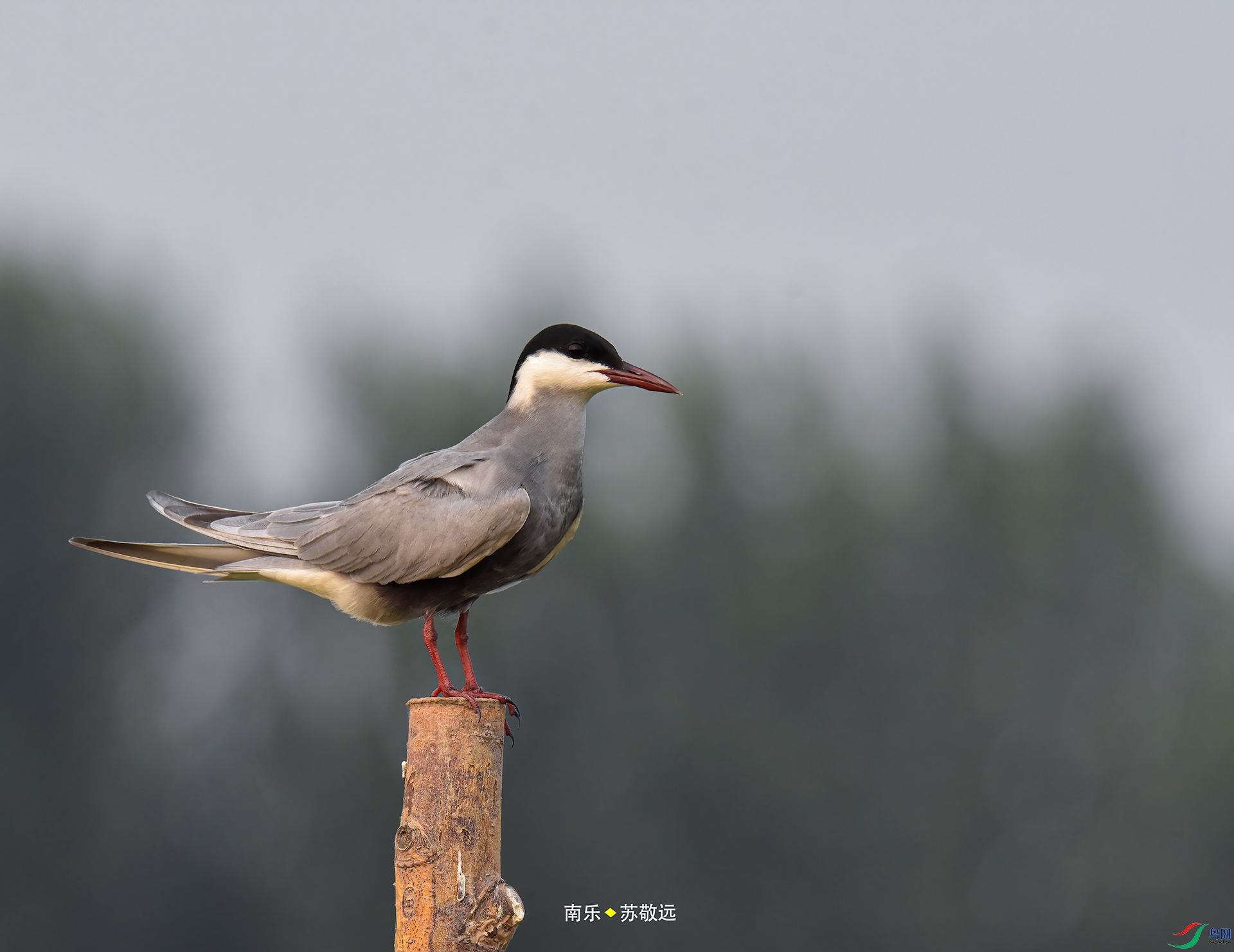 _DSC1664С.jpg