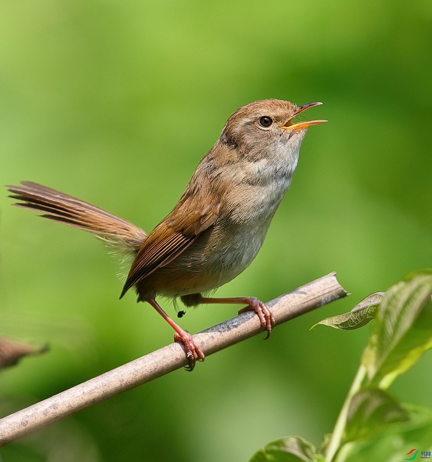 爱唱歌的强脚树莺