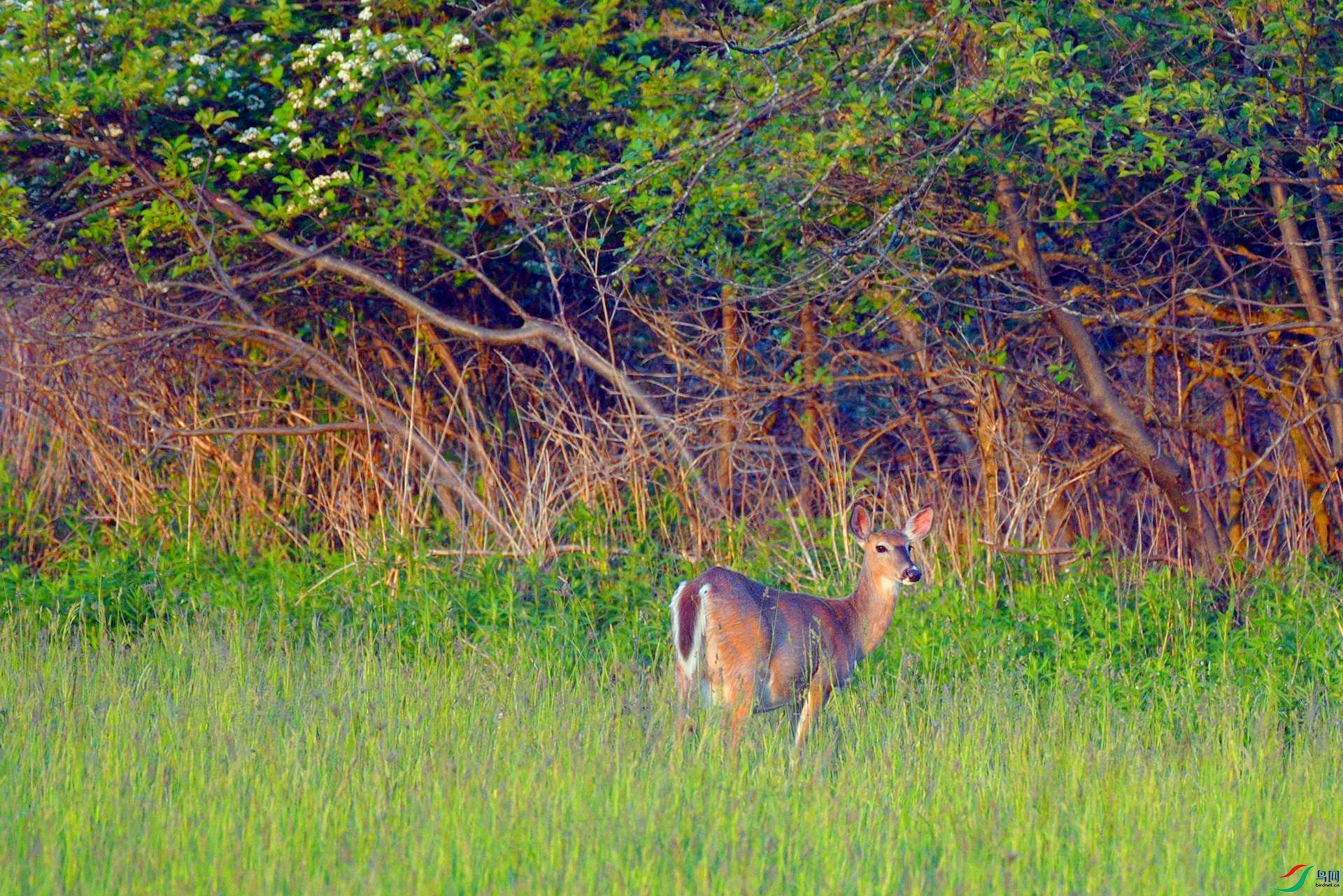 DSC_5527_����.jpg