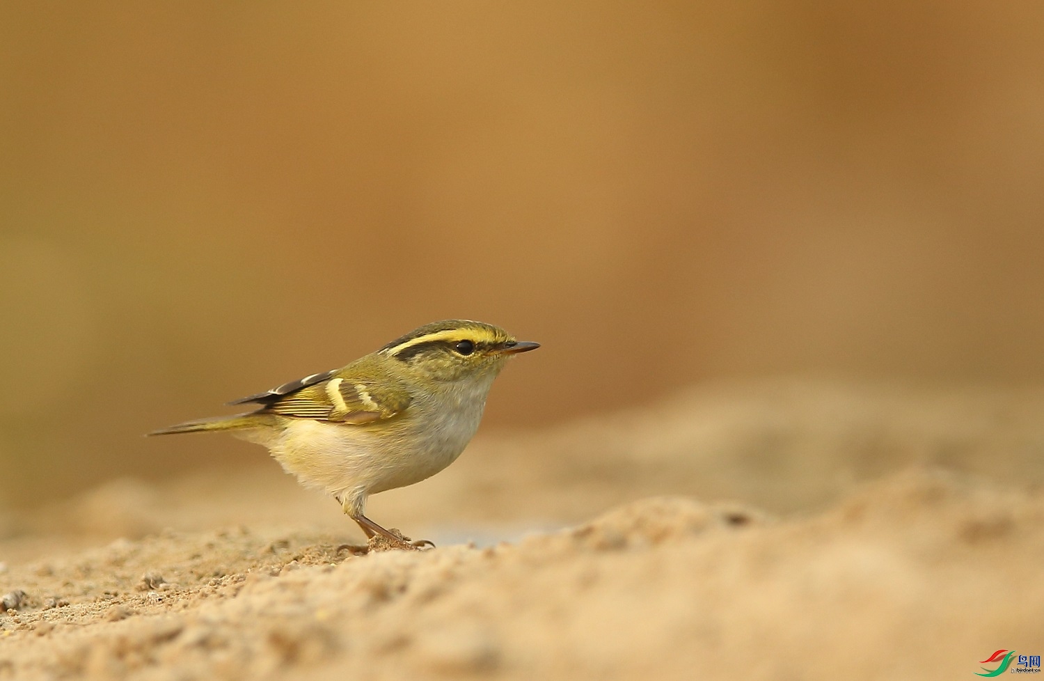 �����  ��ʦ������ɽ��ʡΫ���в�����500.jpg