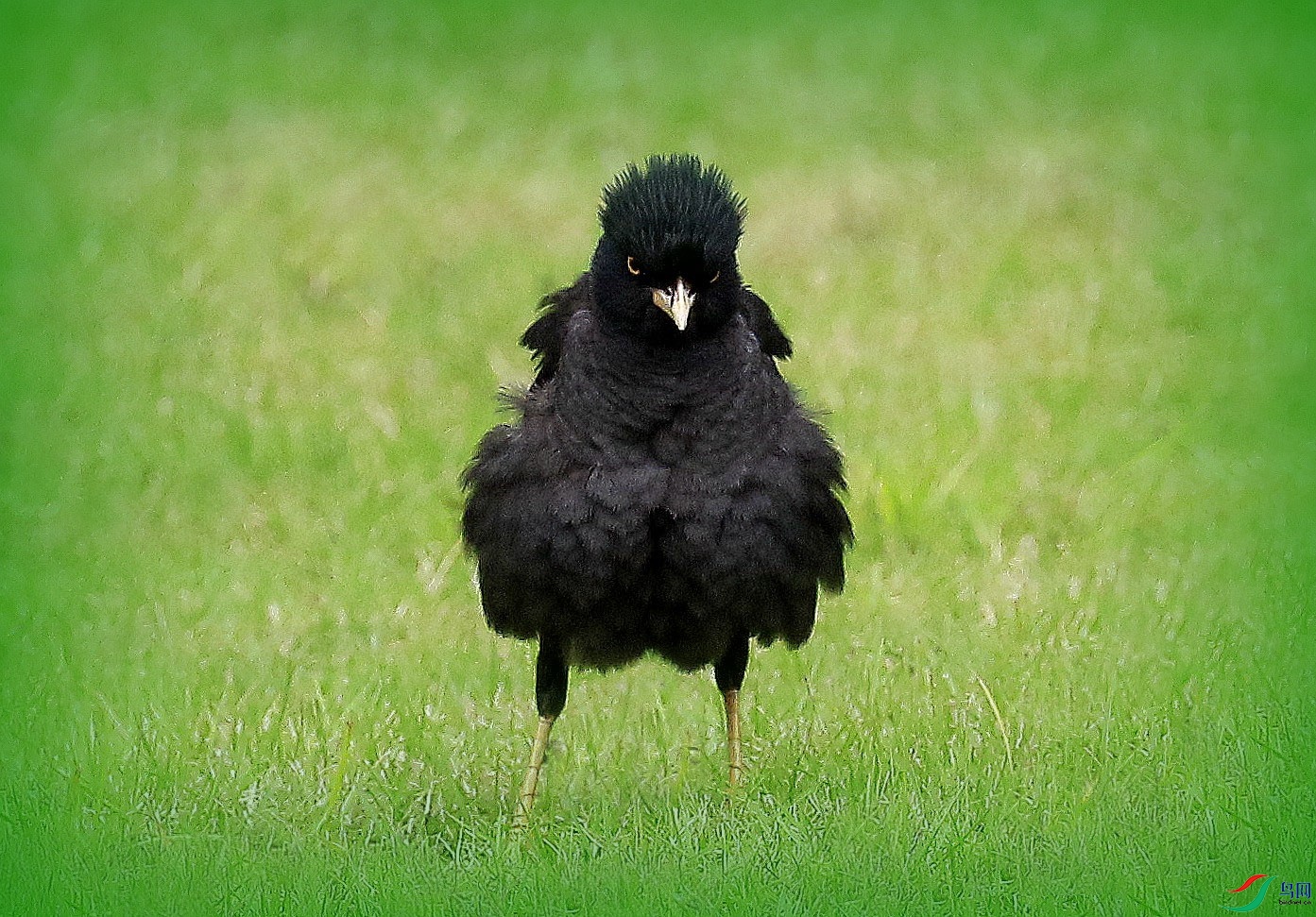 ����ըëŭ����