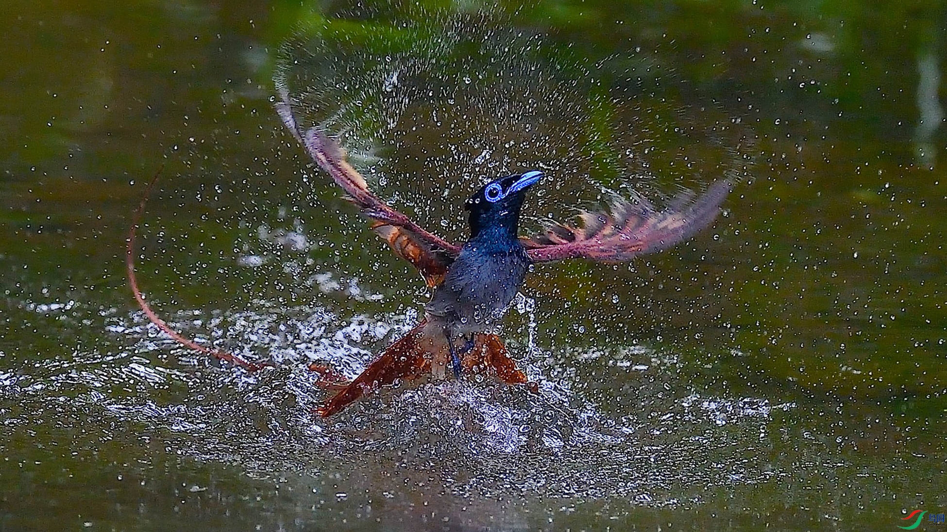 ���ӳ�ԡ��5��