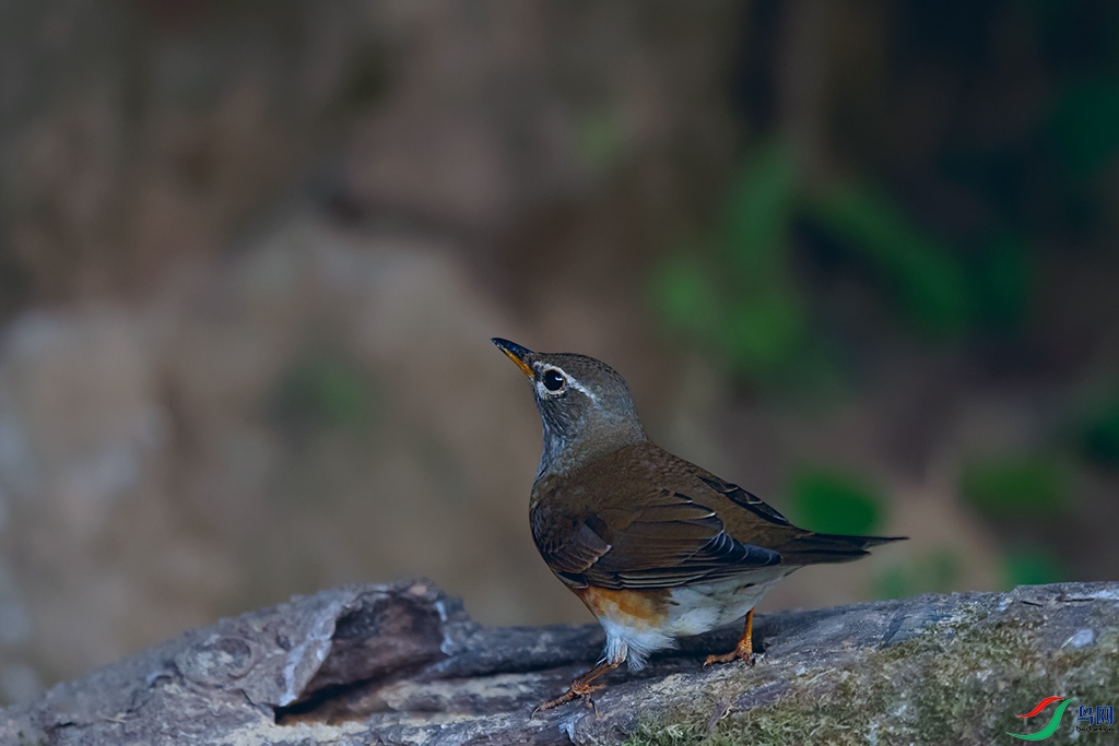 DSC_2806_DxOa.jpg