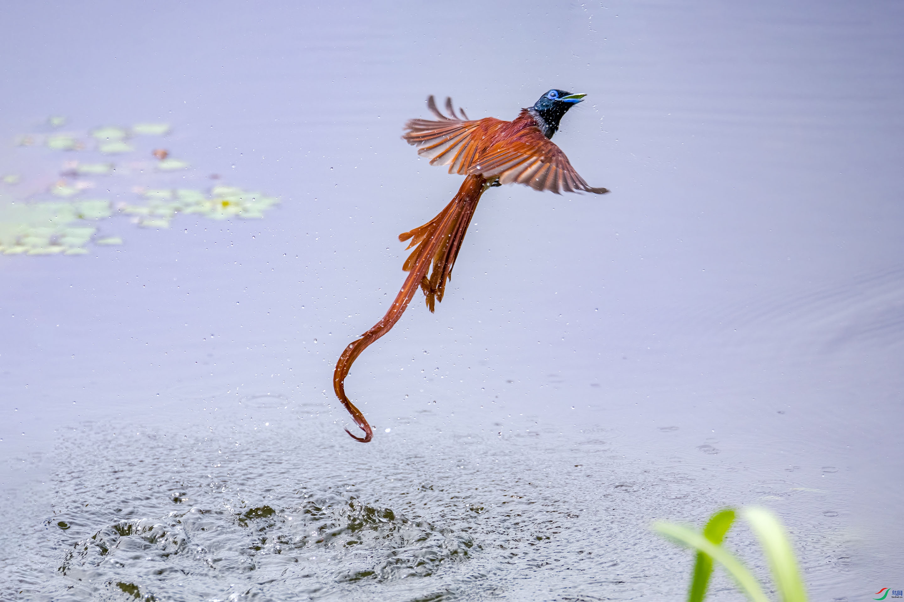 DSC_2654.jpg
