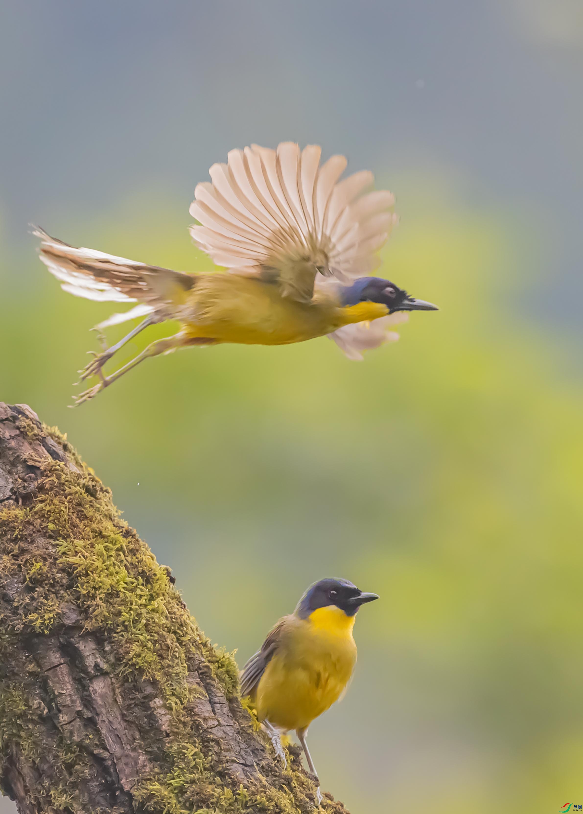 动与静黄喉噪鹛