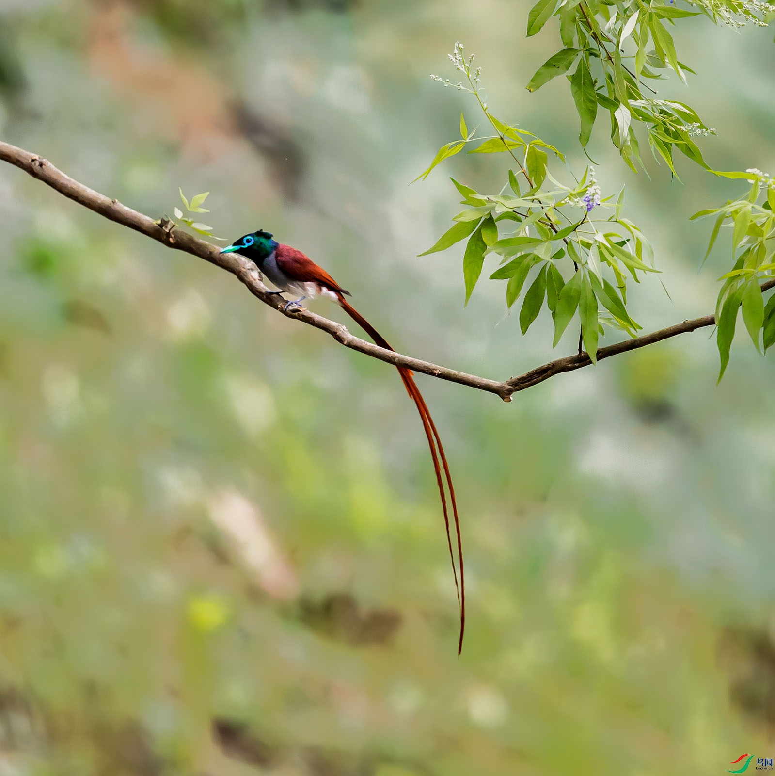红白两种颜色的绶带鸟