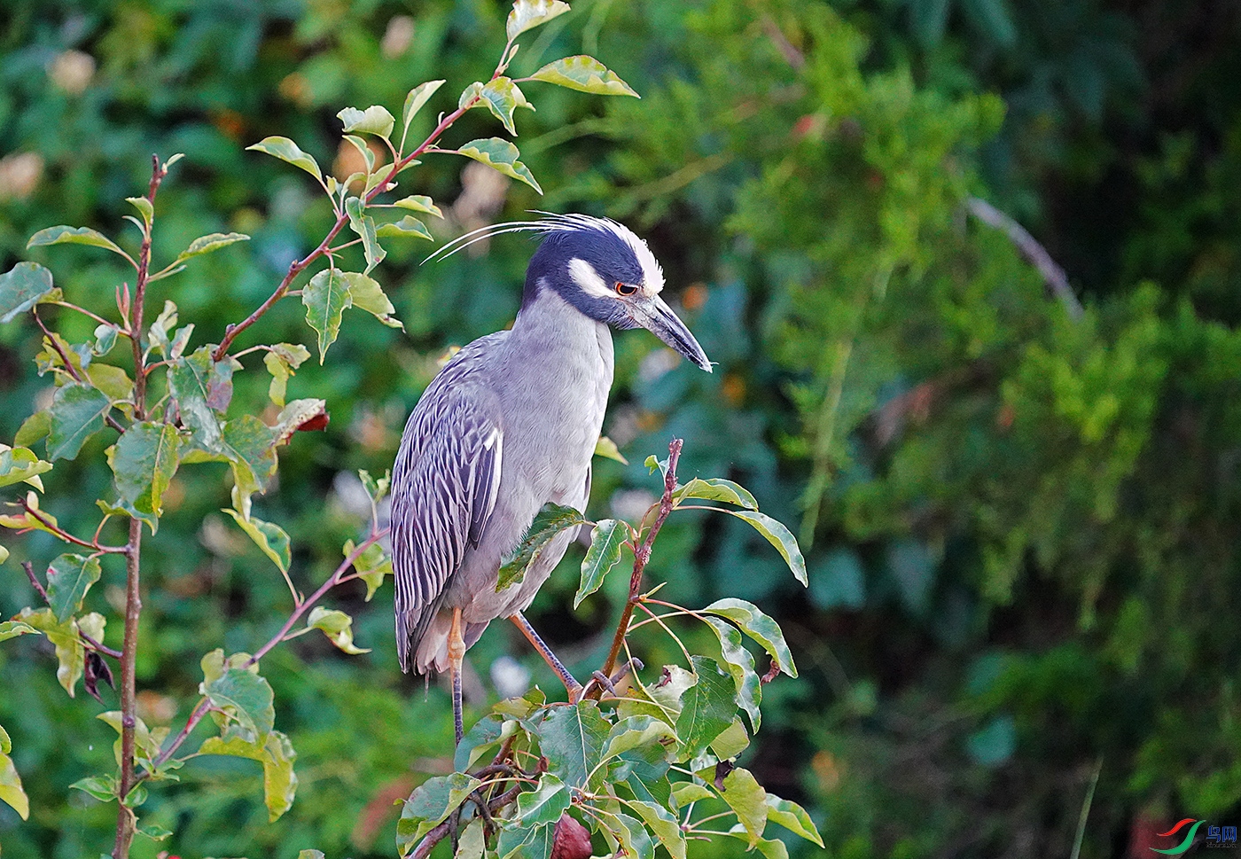 DSC09545----.jpg