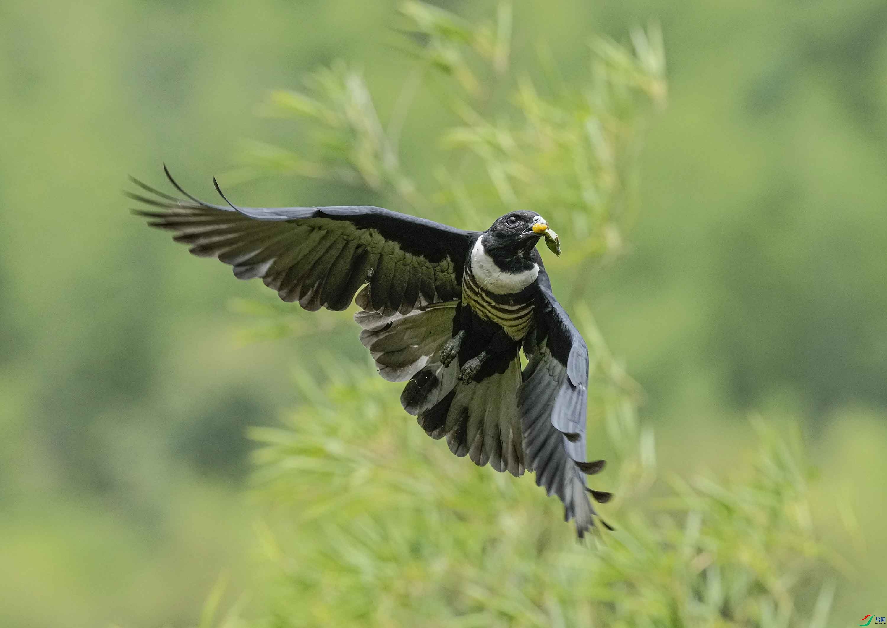 ��ʳ����