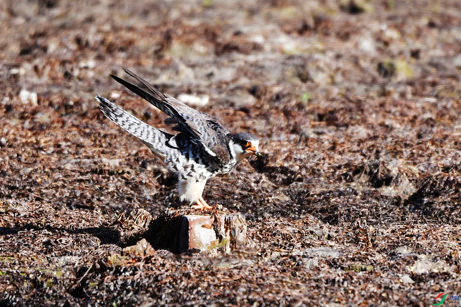 DSC_3280.jpg