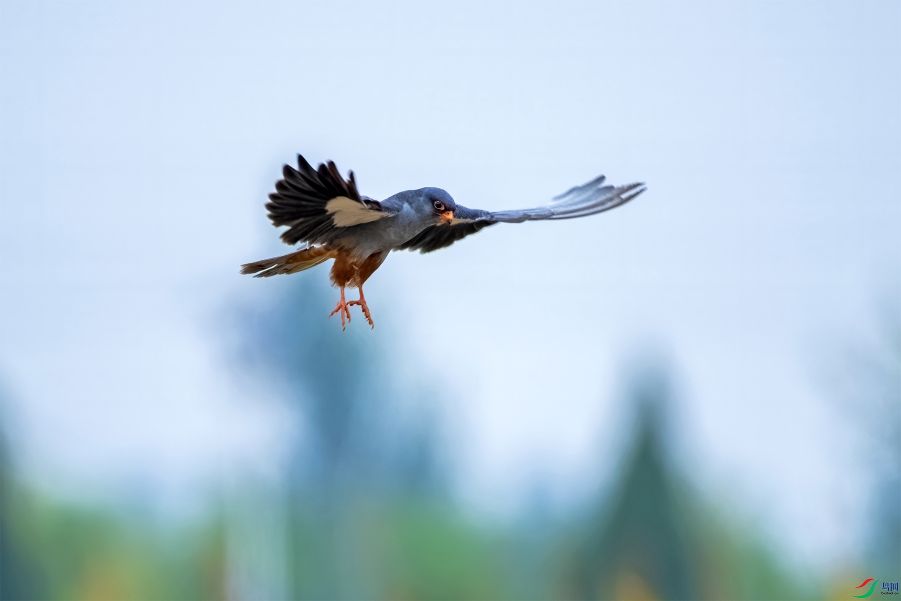 DSC_7019-1.jpg