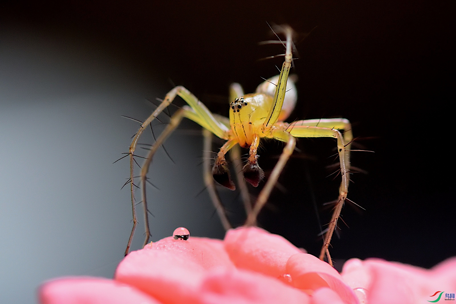 张牙舞爪 ————猫蛛【贺获首页精华】