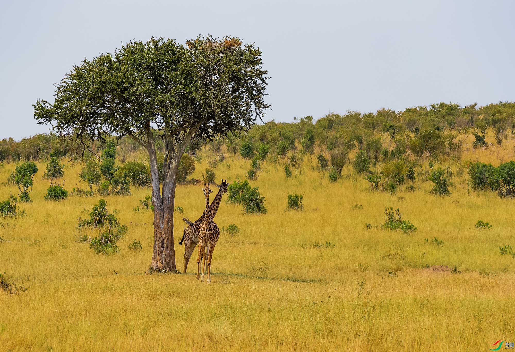 非洲草原长颈鹿