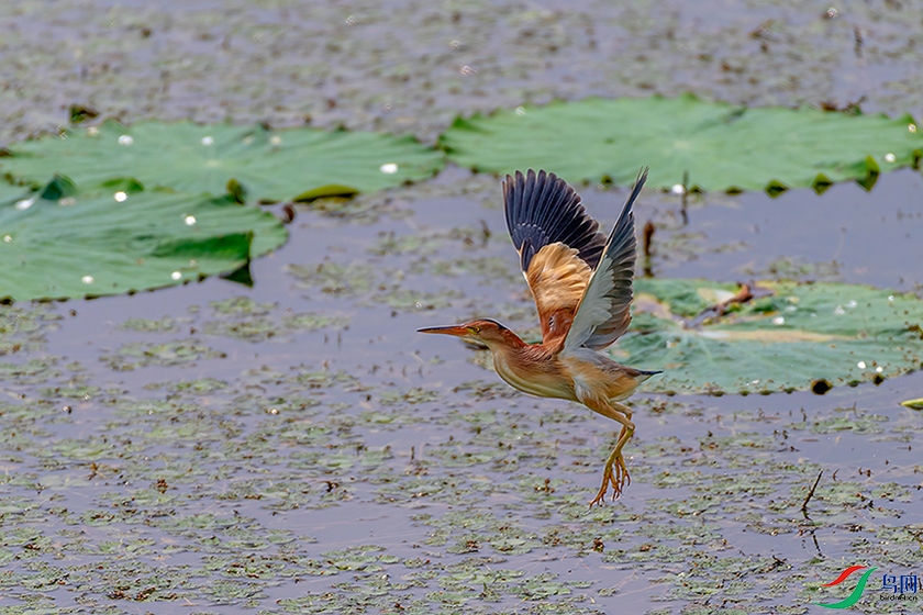 DSC_5573ABC.jpg