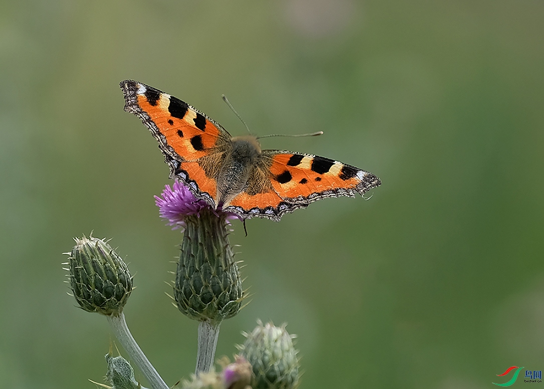 荨麻蛱蝶
