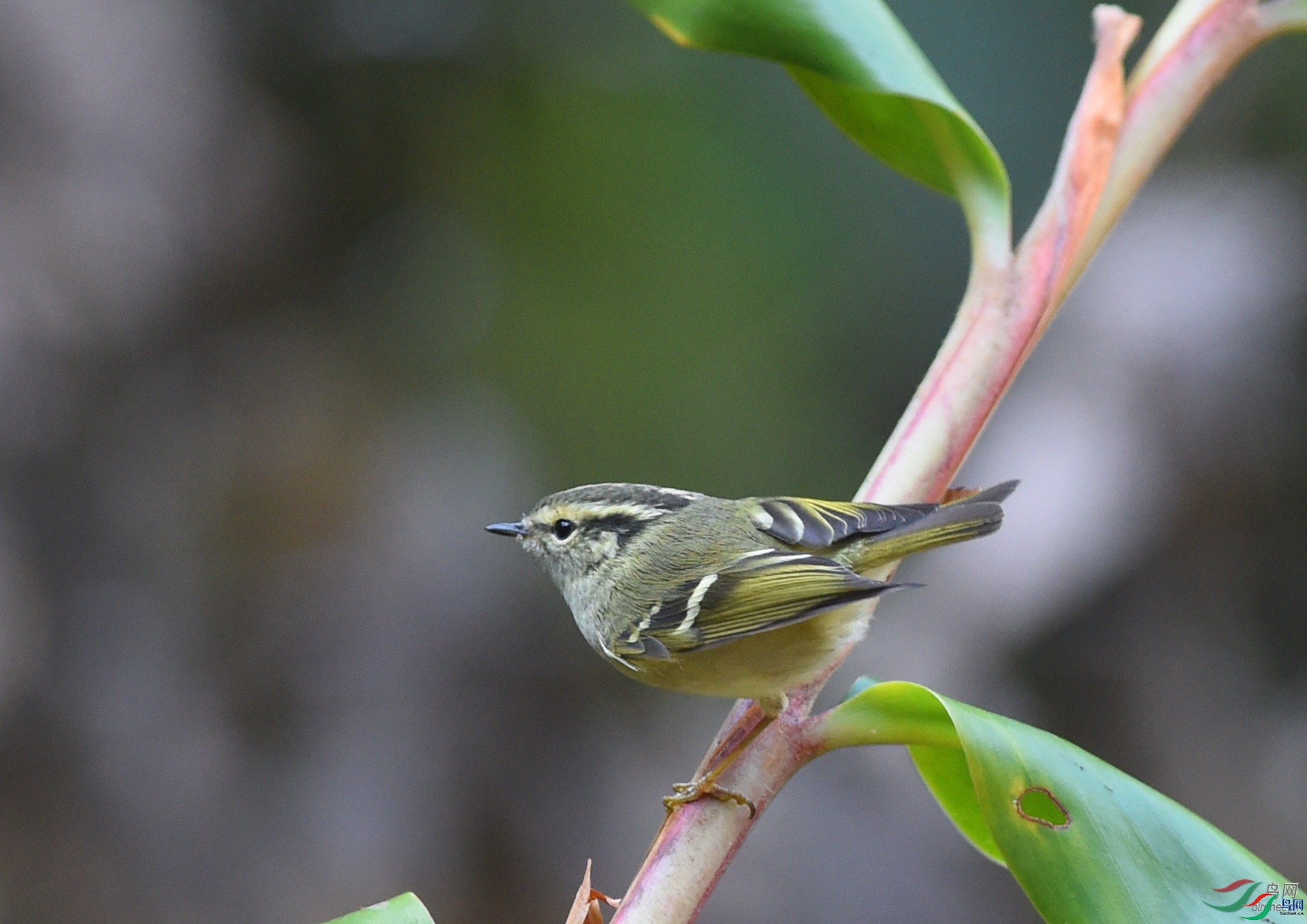 ����ϸ��  ��ʦ����������ʡ��ɽ�� ¡����â�����������.jpg