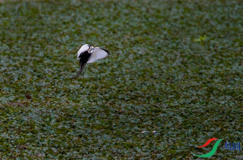 DSC_8377a.jpg
