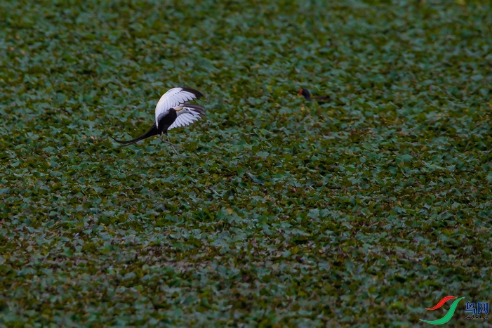 DSC_8439a.jpg