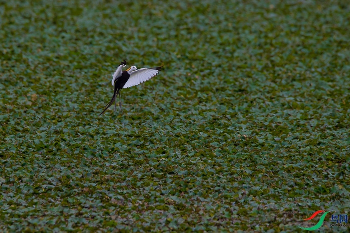 DSC_8434a.jpg
