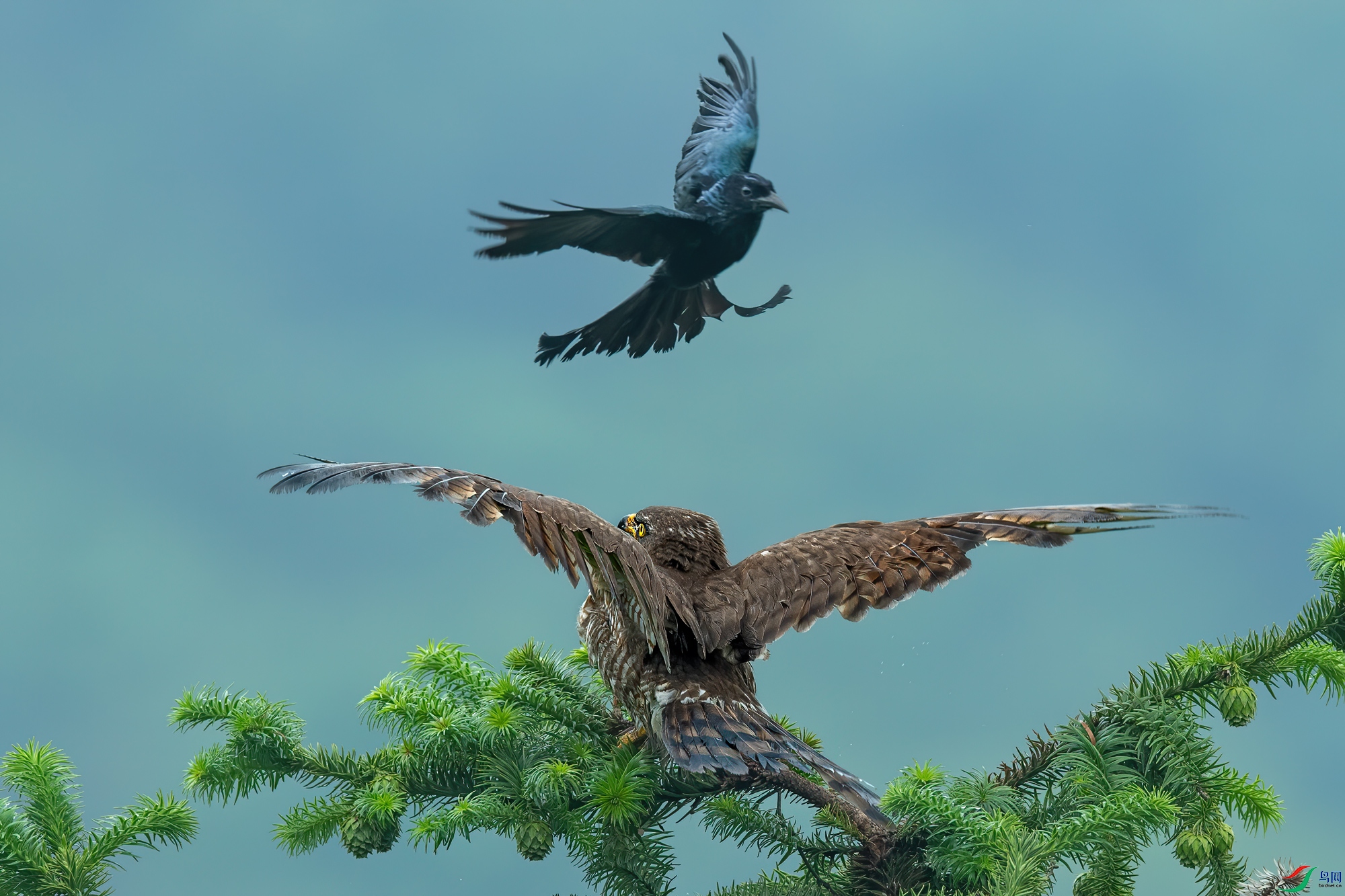 发冠卷尾骚扰灰脸狂鹰